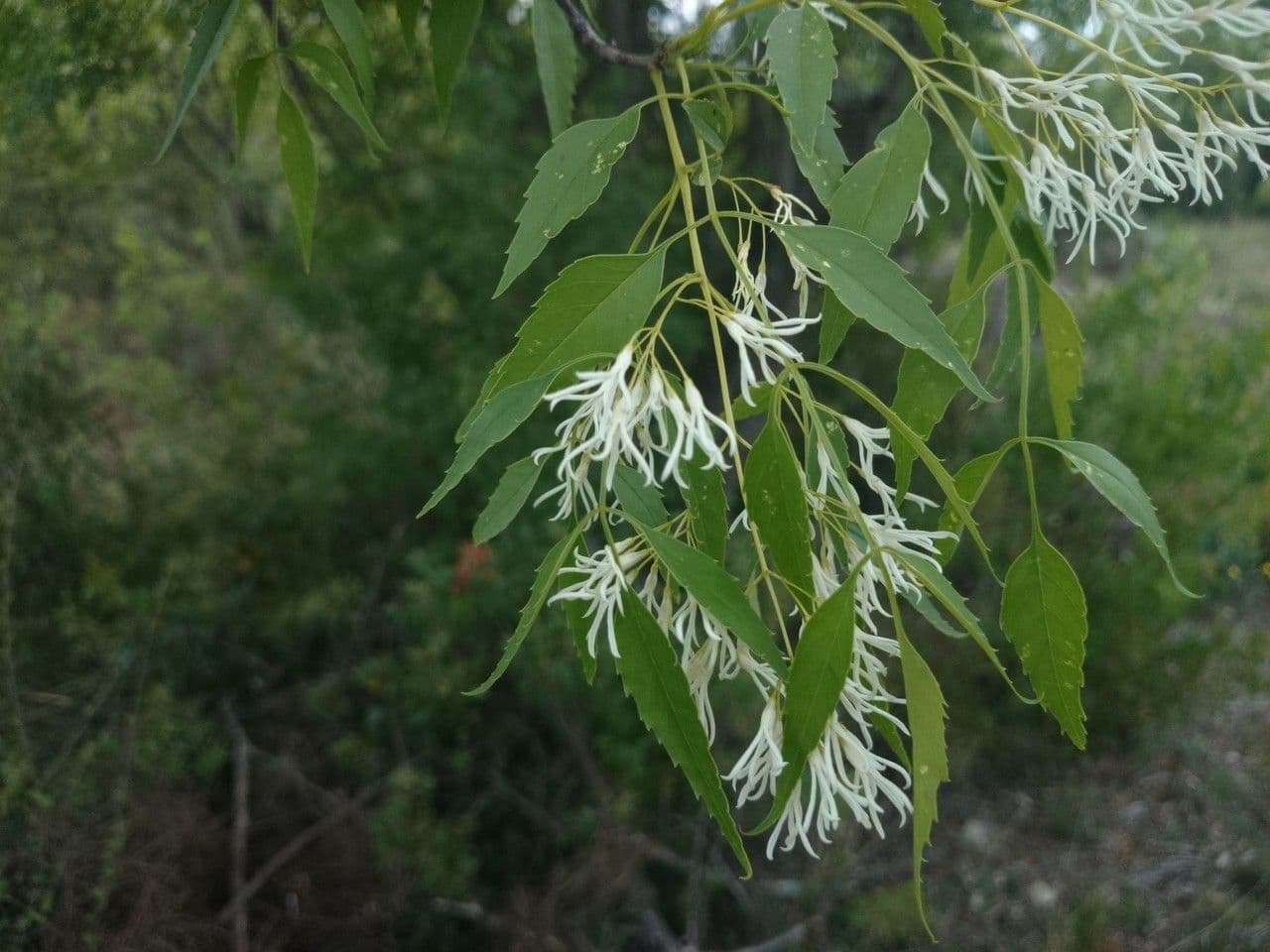 Fraxinus cuspidata 3