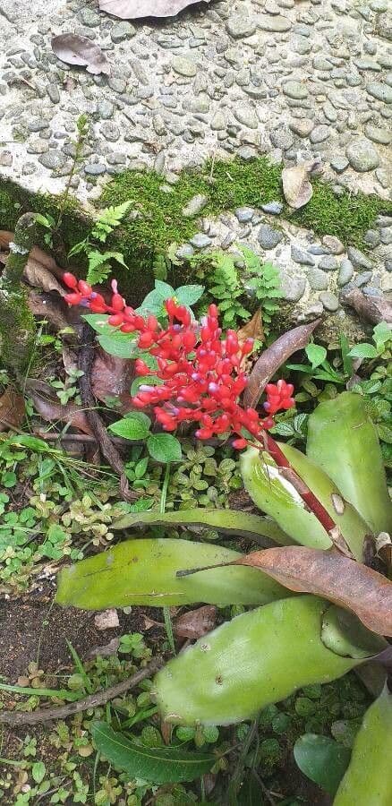 Melinons Aechmea 2