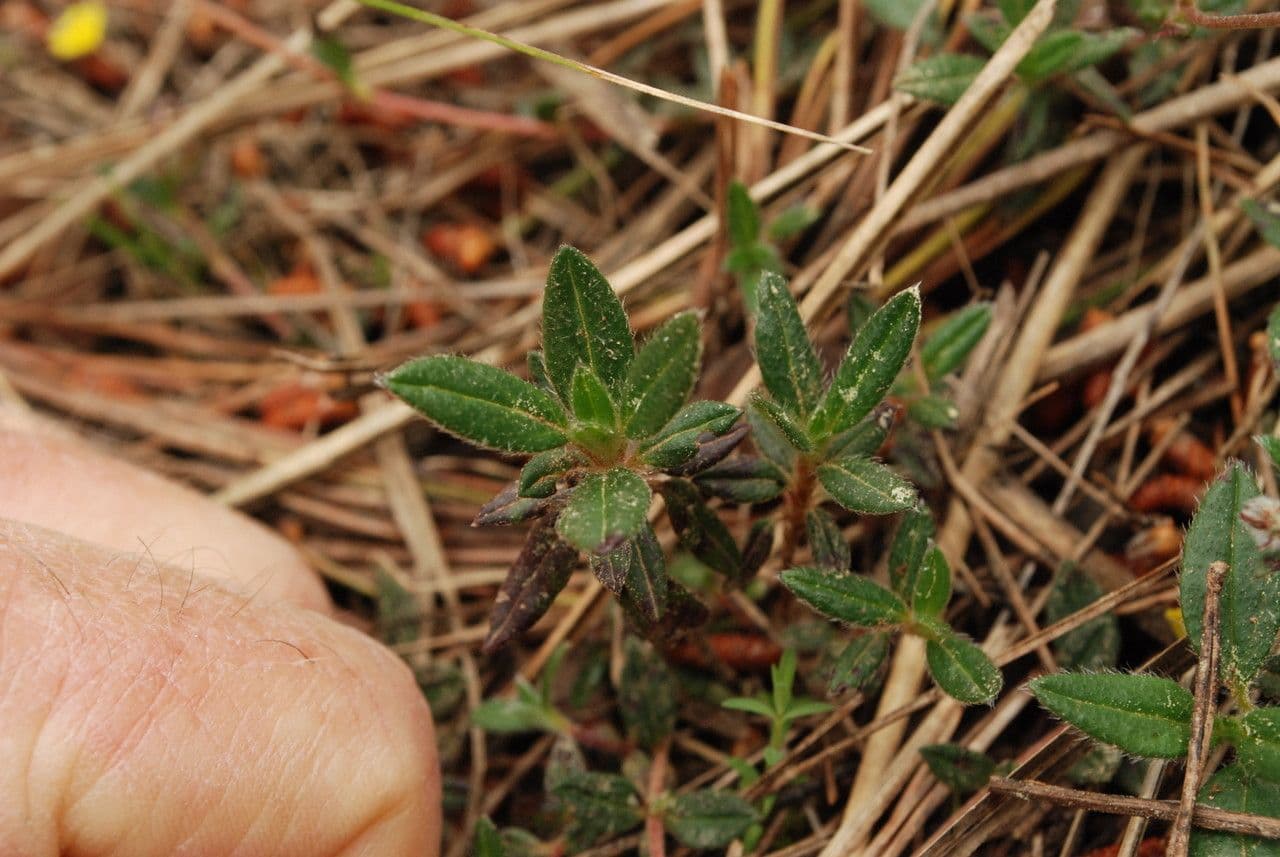 Erba-vescica minore 16