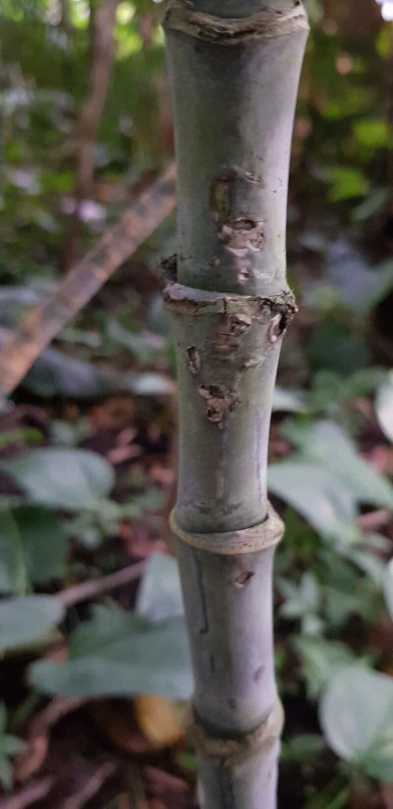Chamaedorea oblongata 8