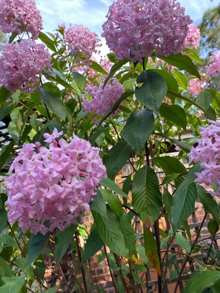 Luculia 3