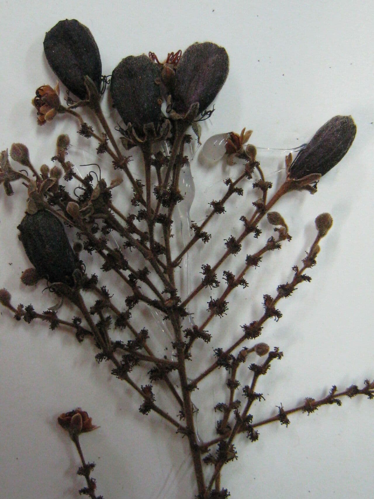 Hirtella cigliata 2