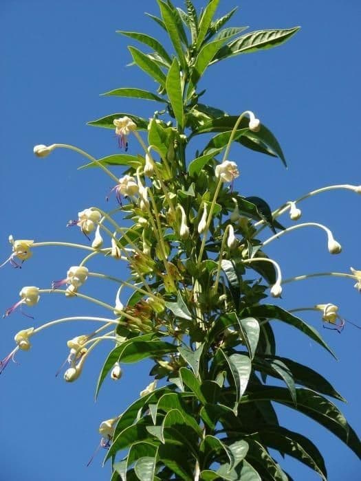 Clerodendrum indicum 13