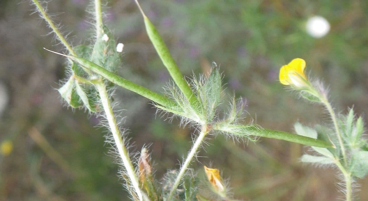 Schmalblättriger Bocksbart 2