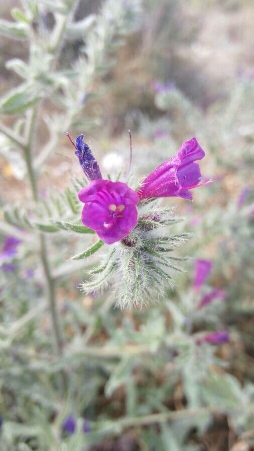 Echium humile 3