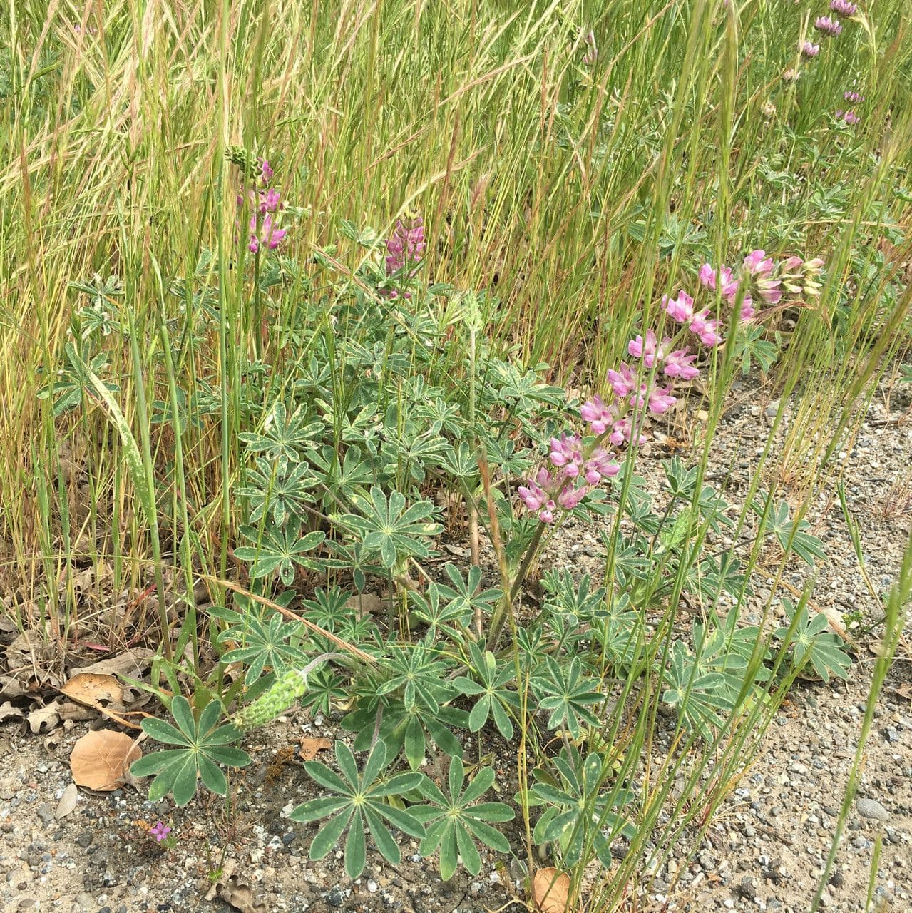 Dichtblütige Lupine 9