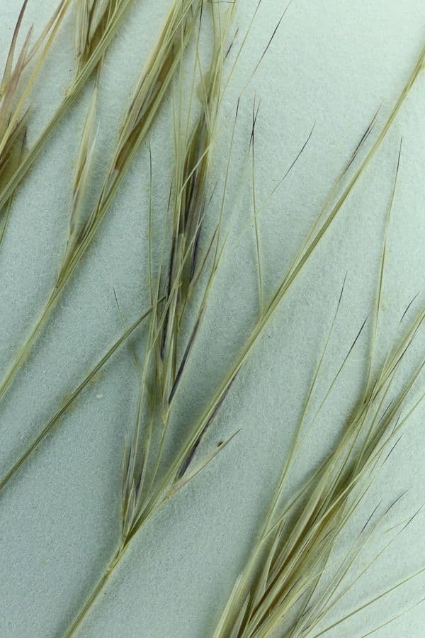 Aristida comune