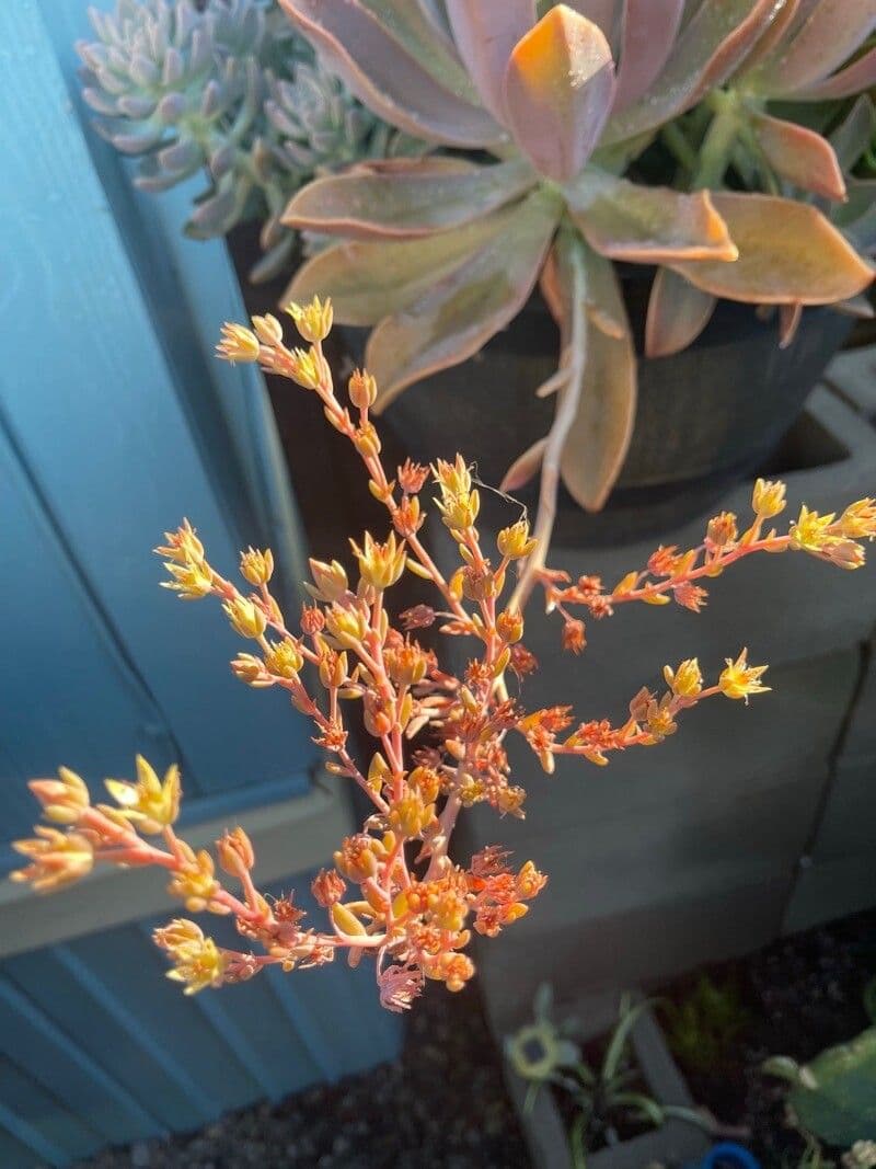 Borracina ottusa 13