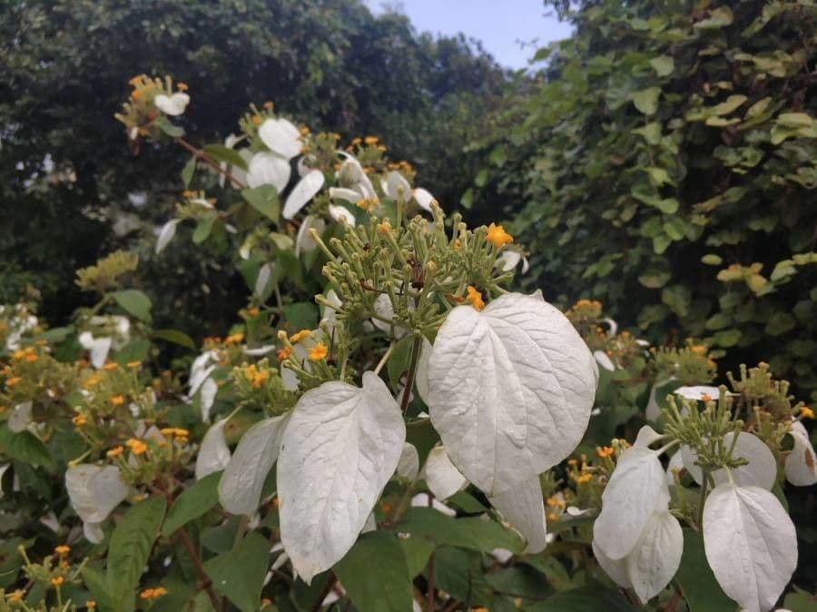 Mussaenda
