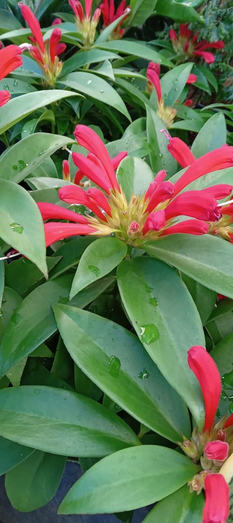 Pianta rossetto 11