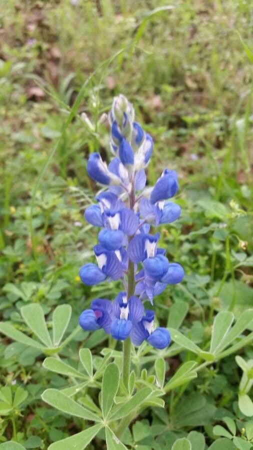 Texas-Blumenkappe 5