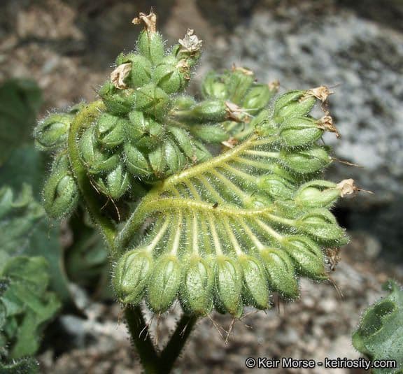 Facelia pedicellata