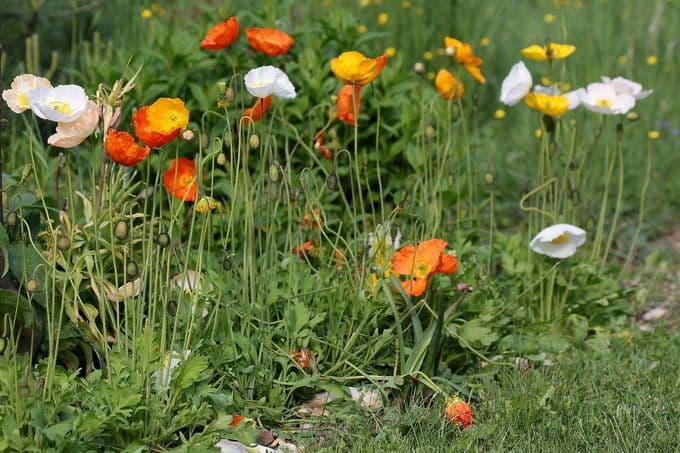 Arktischer Mohn 11