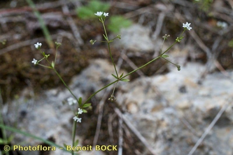 Asperula levigata 3