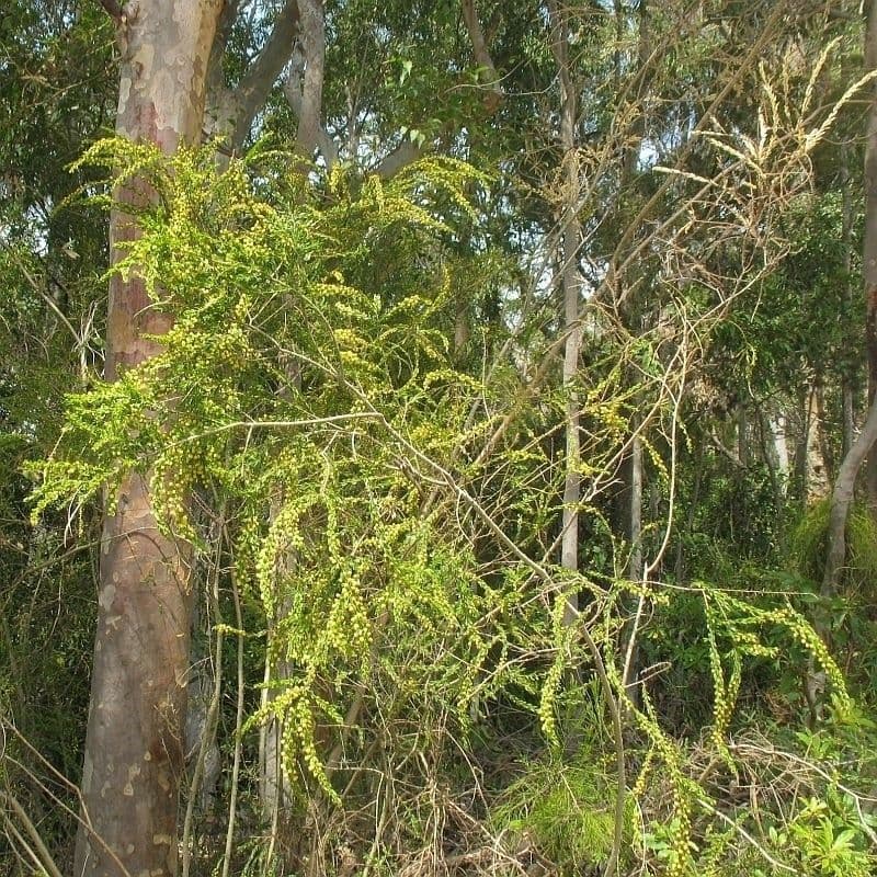Acacia paradoxa 10