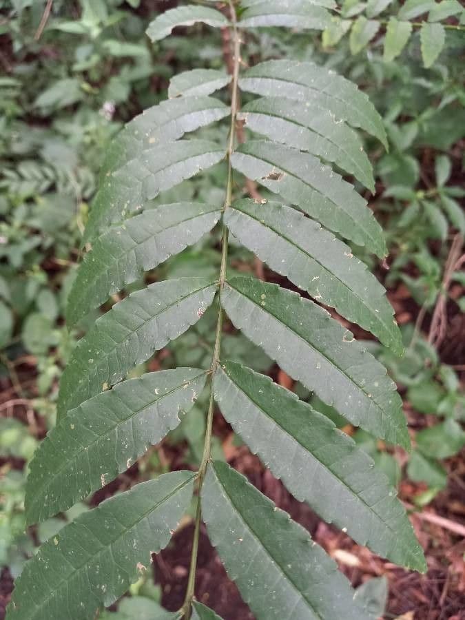 Zanthoxylum 7
