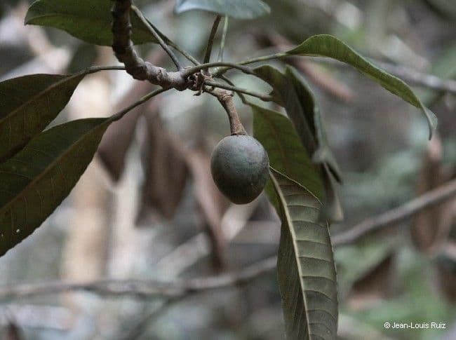 Yate-Elaeocarpus