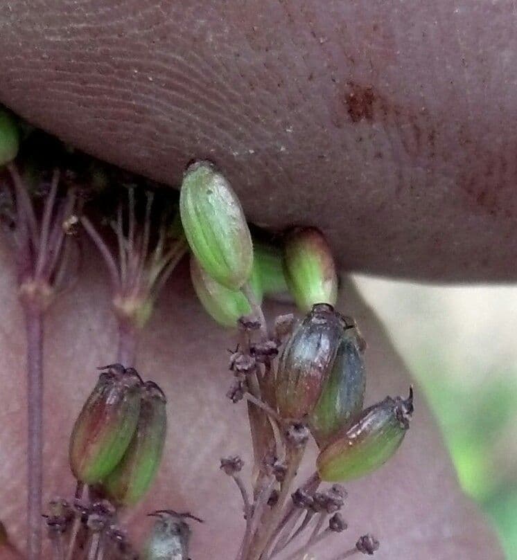 Oxypolis fendleri