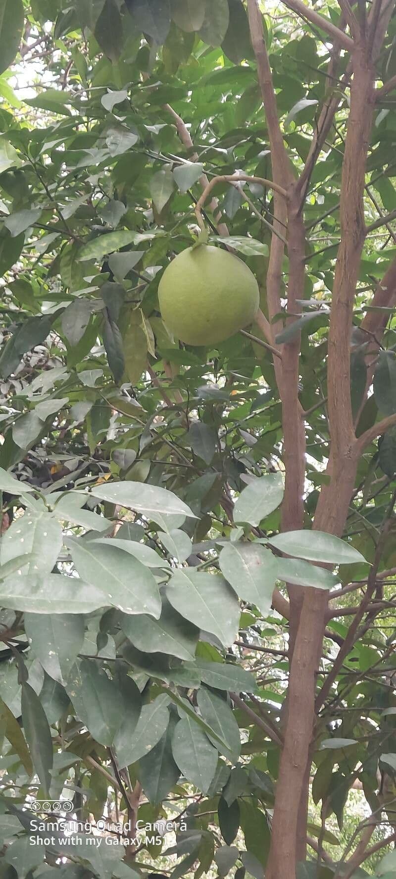 Pamplemousse 5