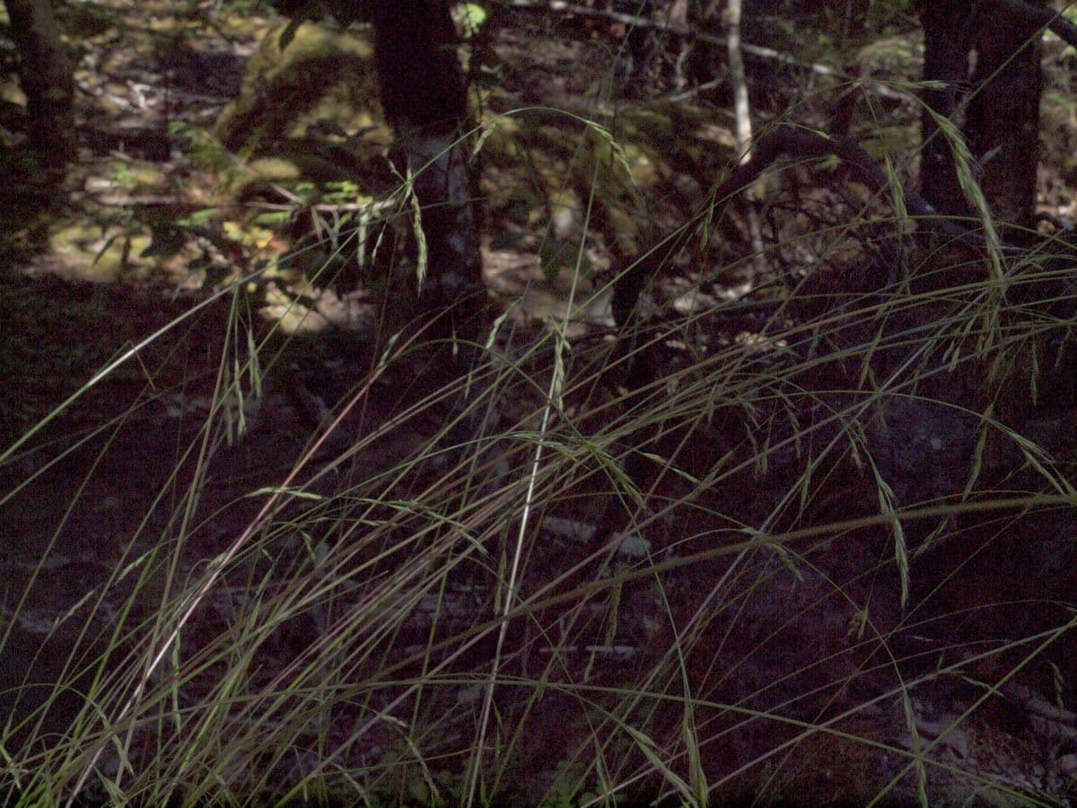 Deschampsia elongata 3