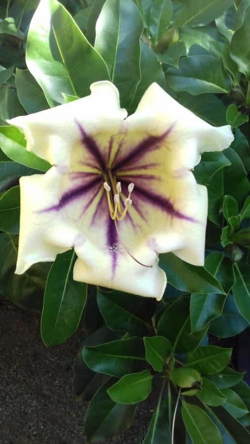 Solandra 5