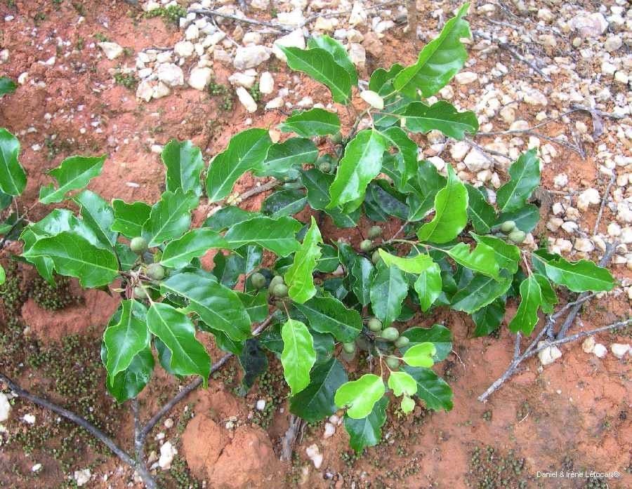 Elaeocarpus 5