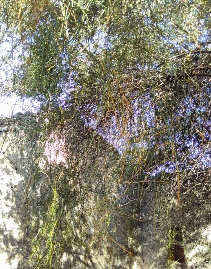 Efedra 3