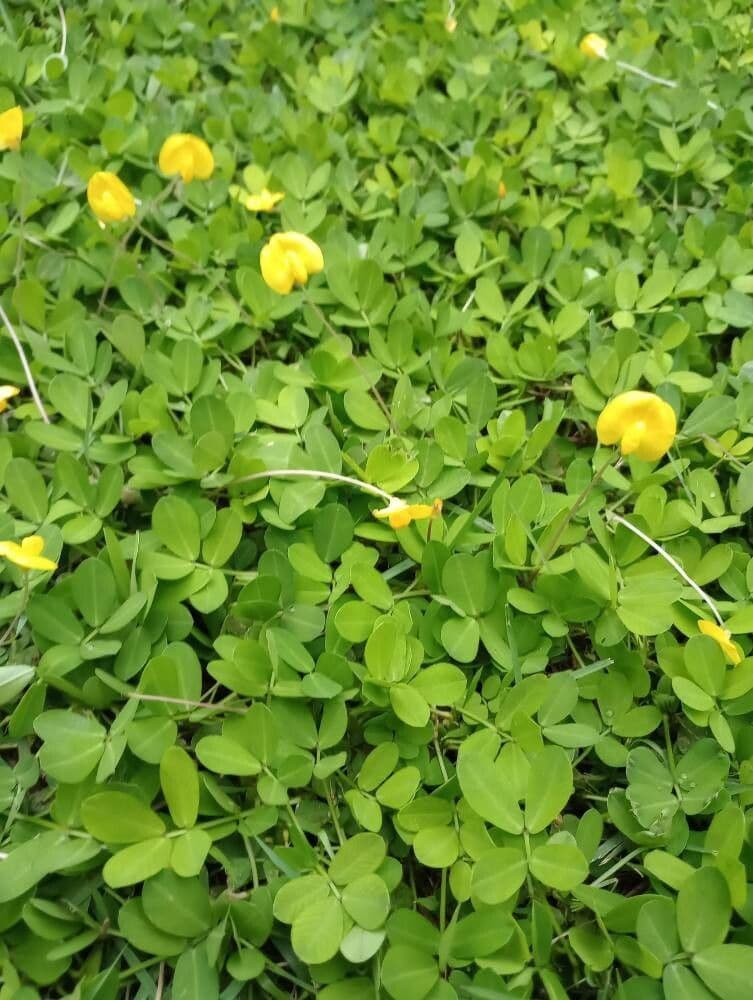 Arachis pintoi 9