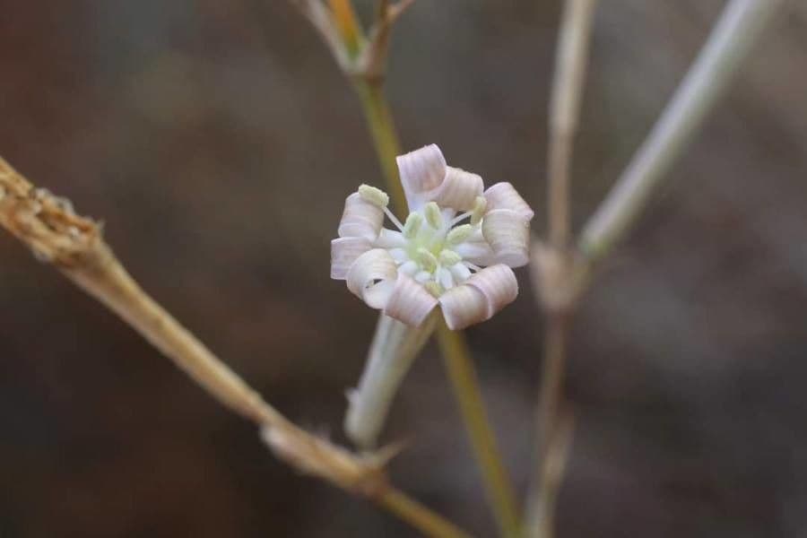 Lepnica bupleuroides