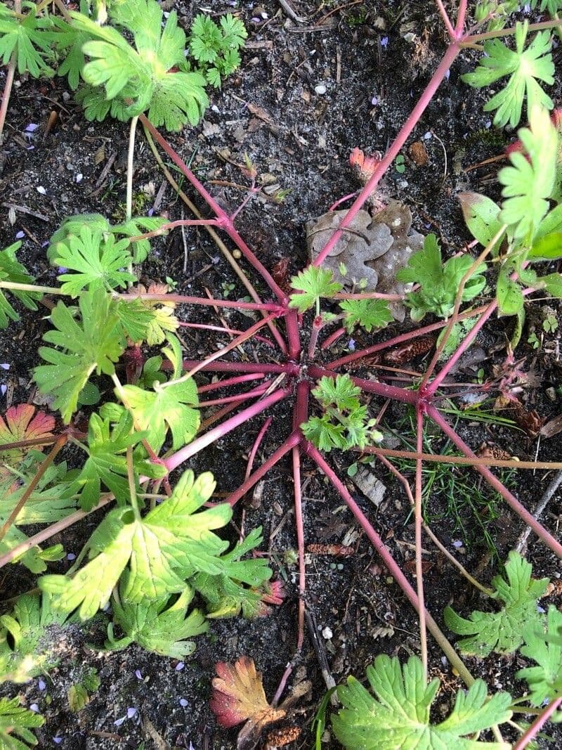 Geranium sibiricum 24