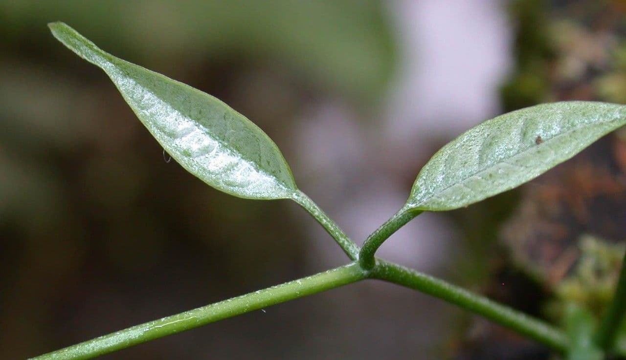 Anemopaegma 14