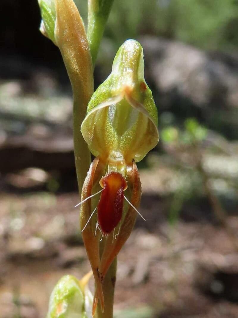 Pterostylis