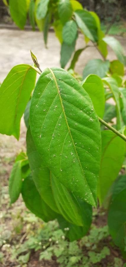 Ayahuasca 13