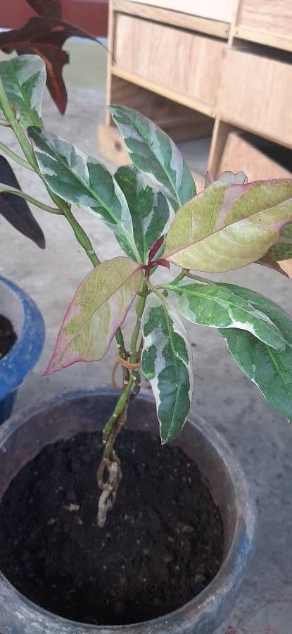 Pseuderanthemum 17