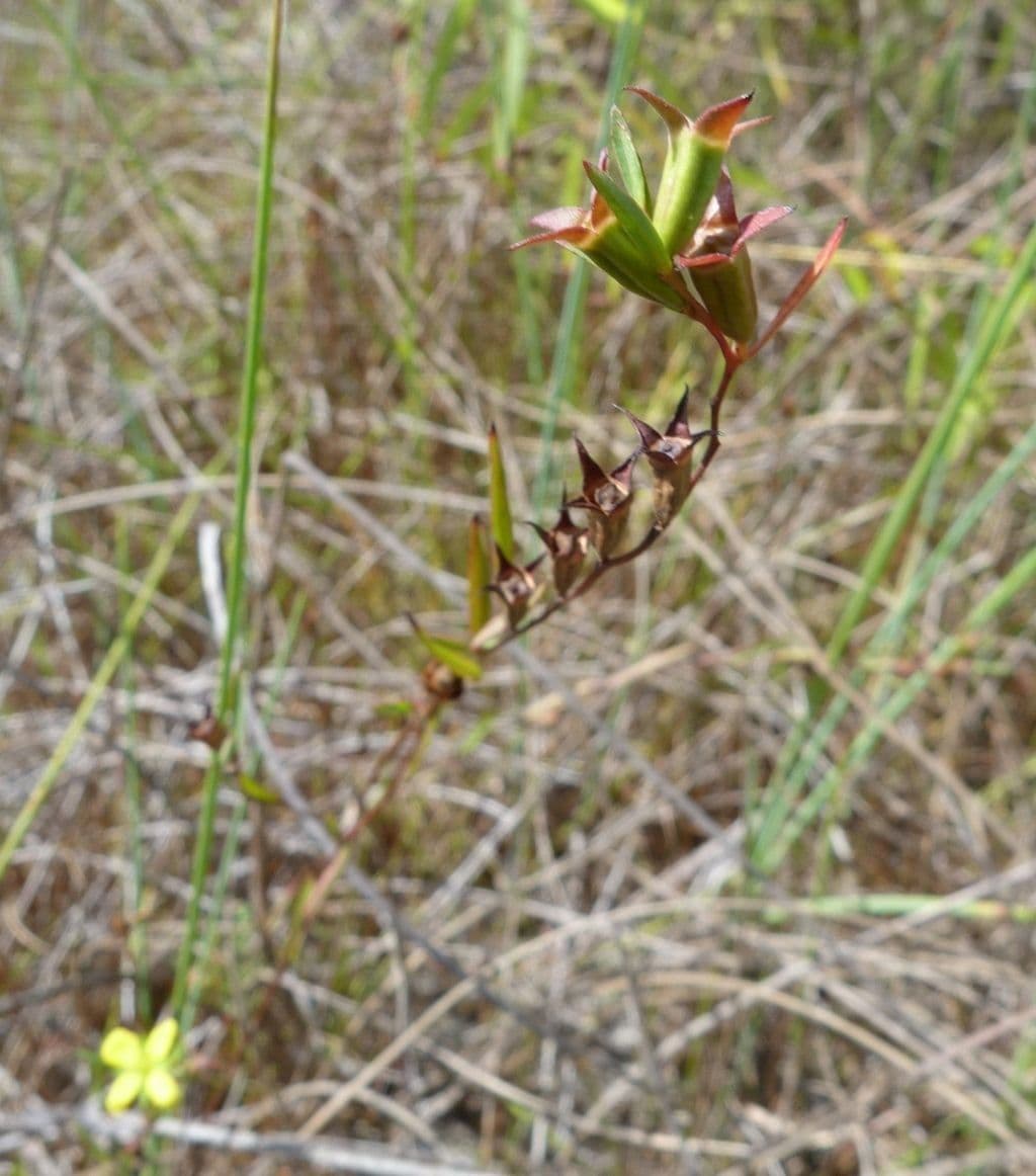 Schmalblättriges Froschlämchen 7