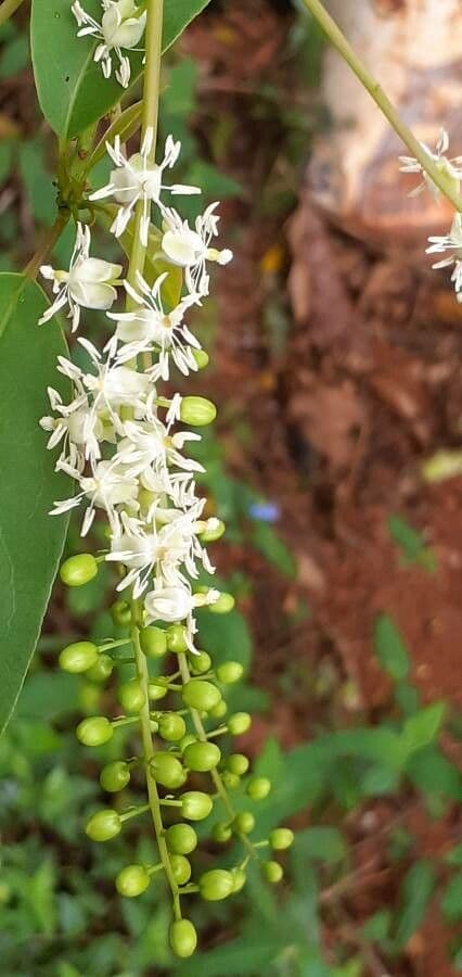 Trichostigma 5