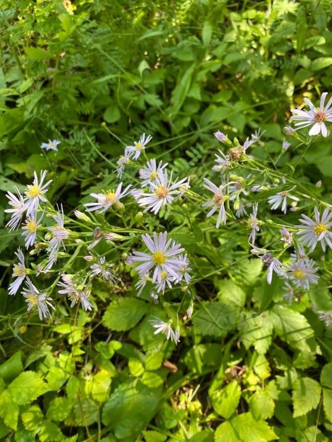 Großblättrige Beraster 4