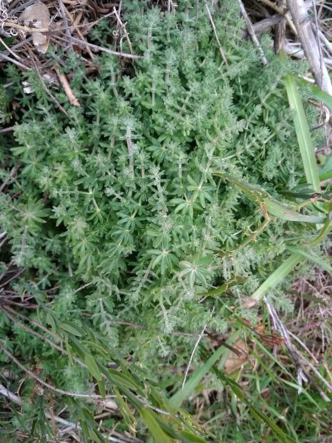 Galium 13