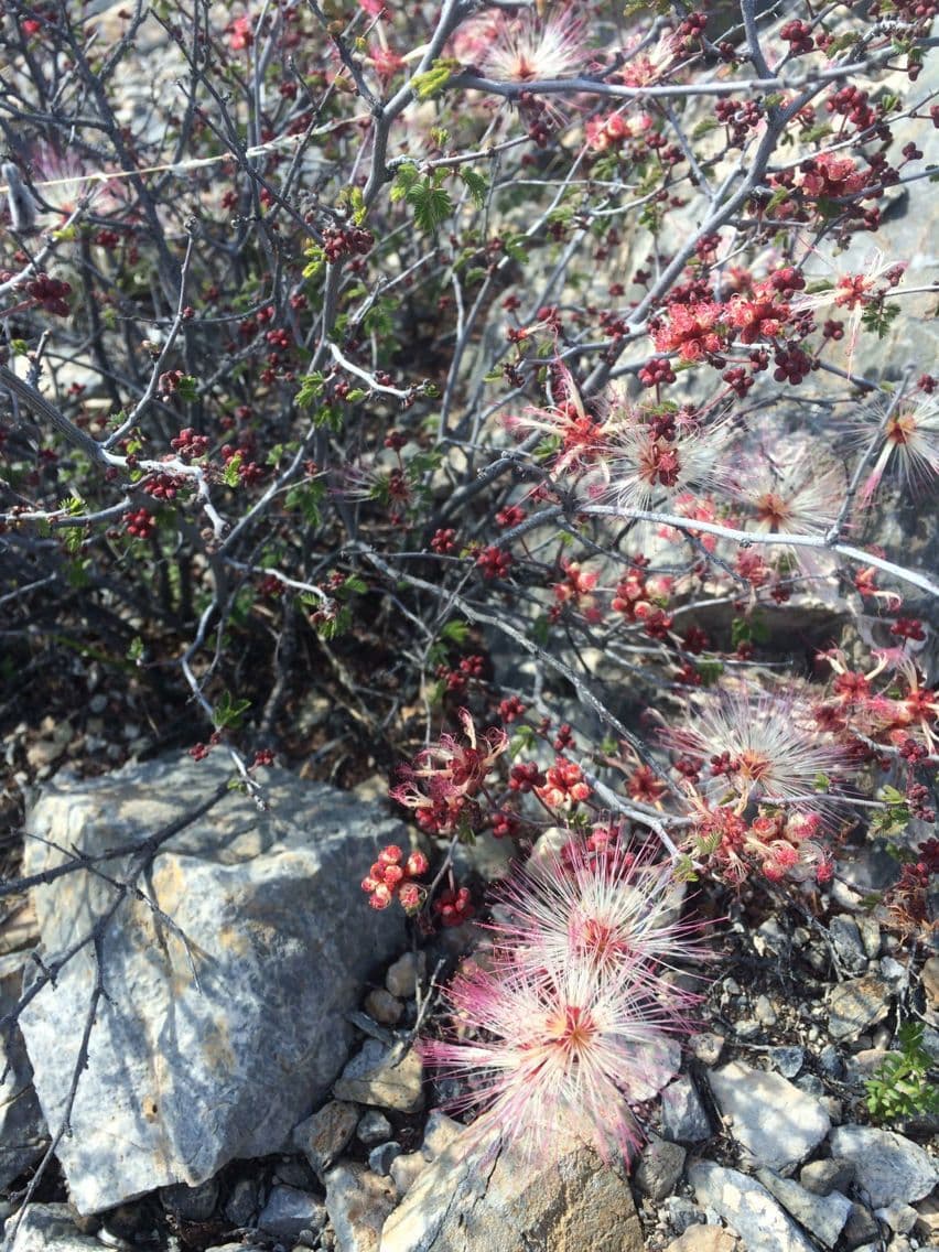 Calliandra