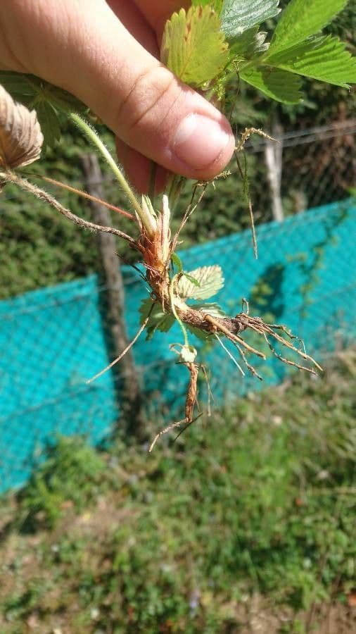 Strawberryleaf cinquefoil 22