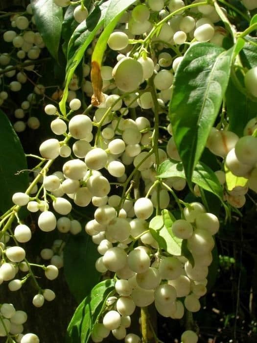 Cestrum nocturno 5