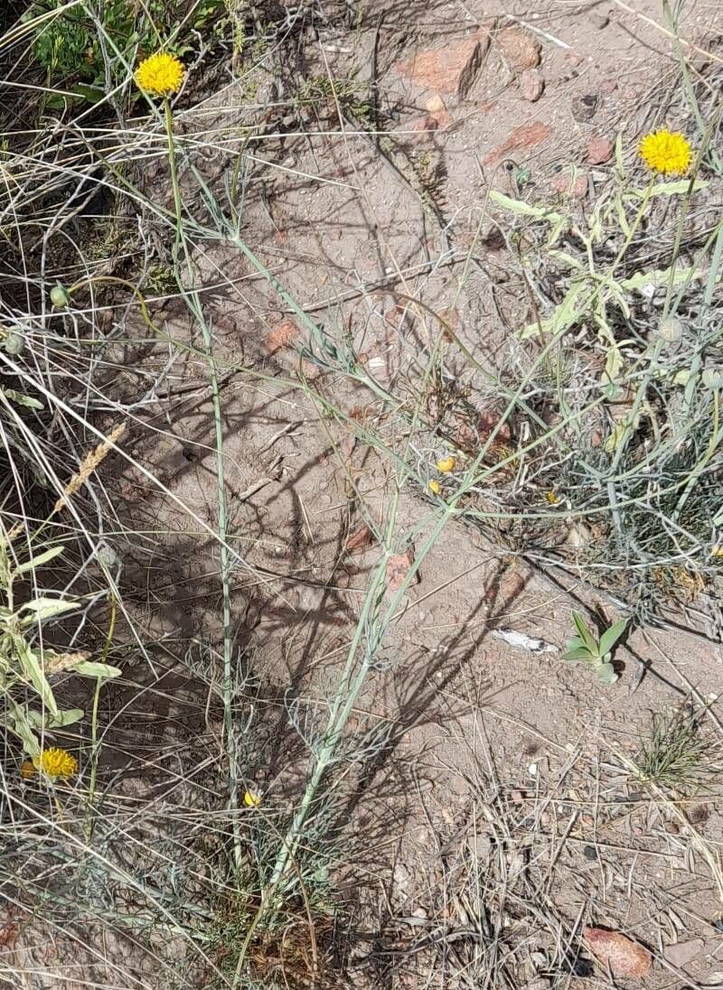 Thelesperma 8