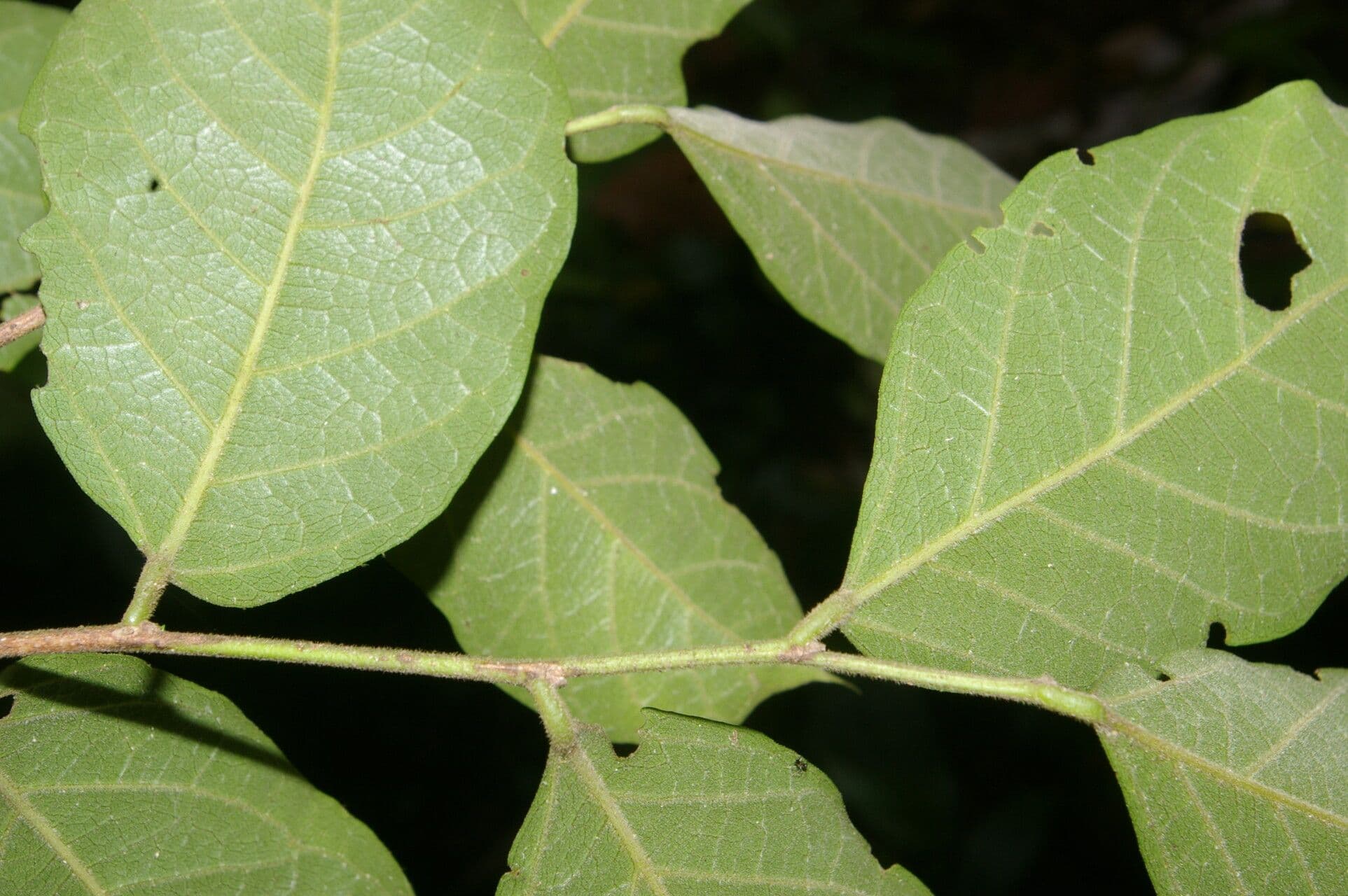 Mortoniodendron 11