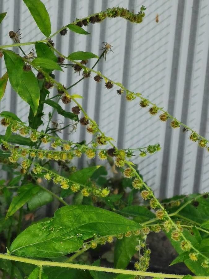 Hackelia virginiana 9