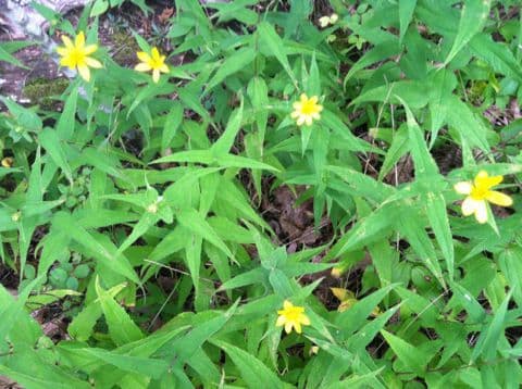 Girasole divaricato 8