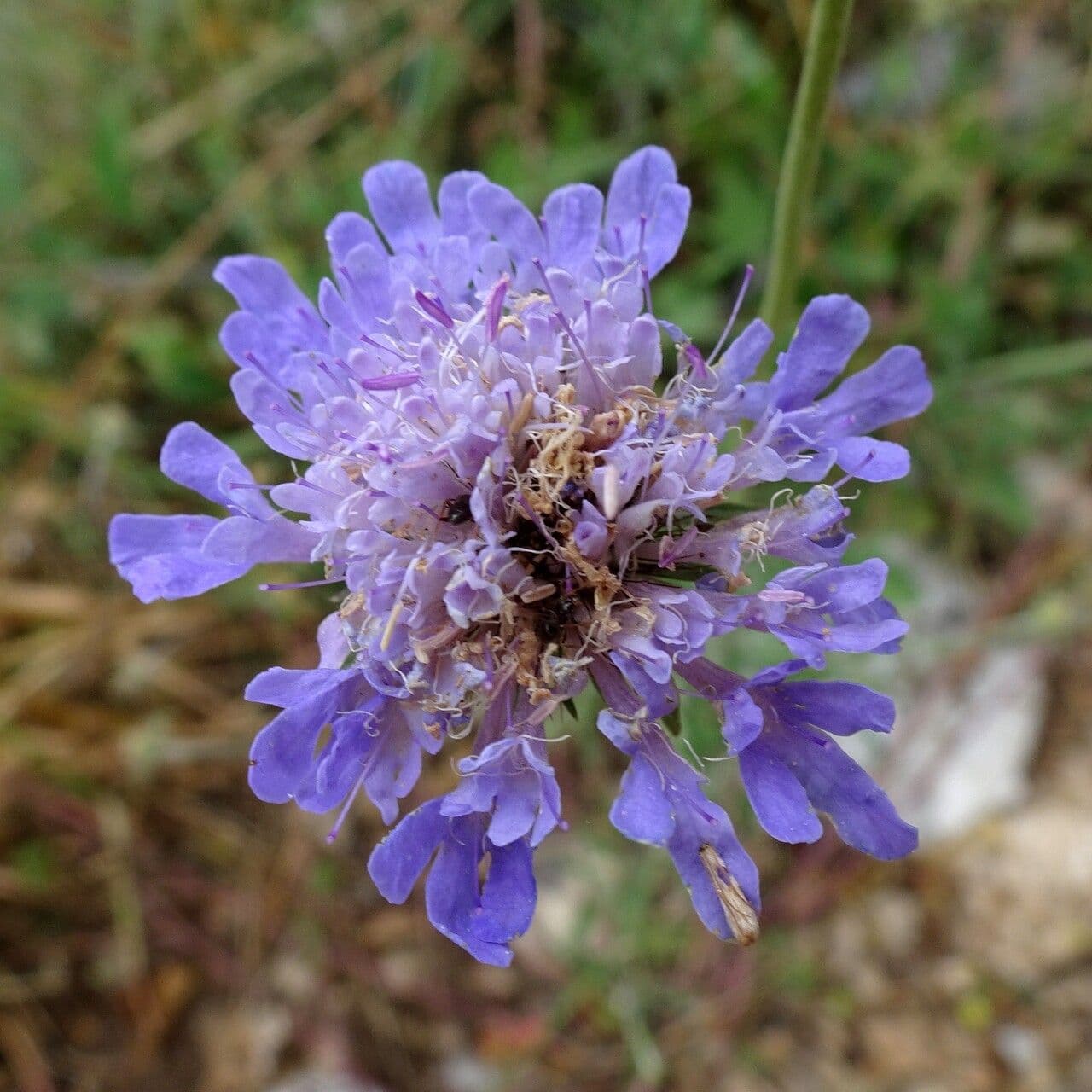 Vedovina cinerea 7