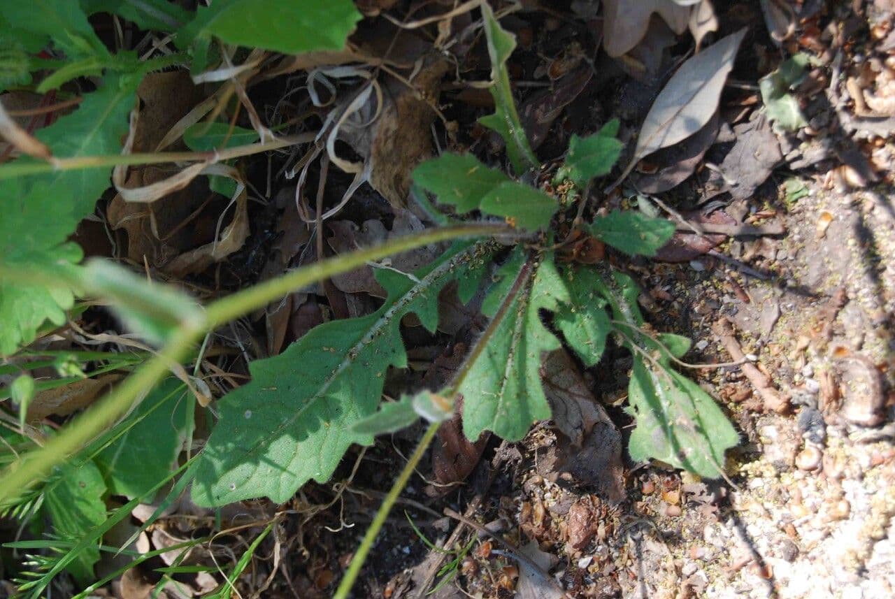 Biscutella 16