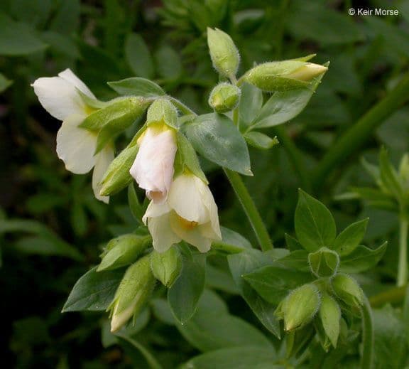 Polemonium 2