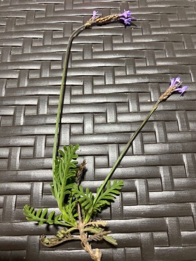 Lavanda 13