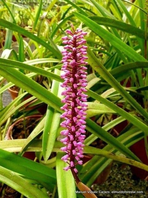 Arpophyllum 4